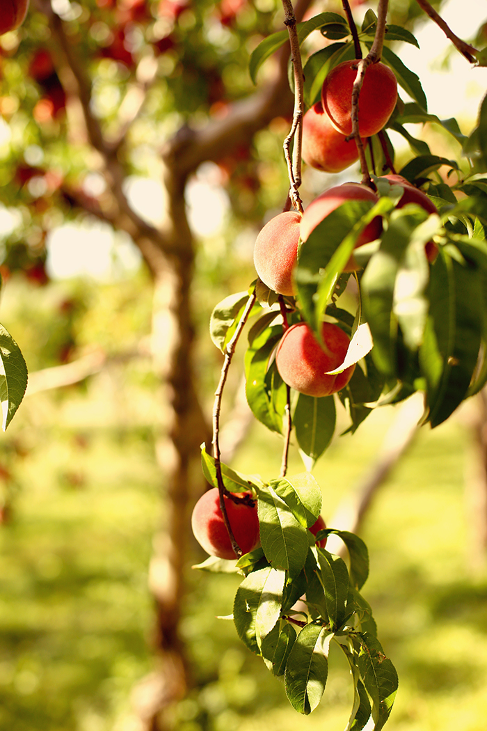 peach tree