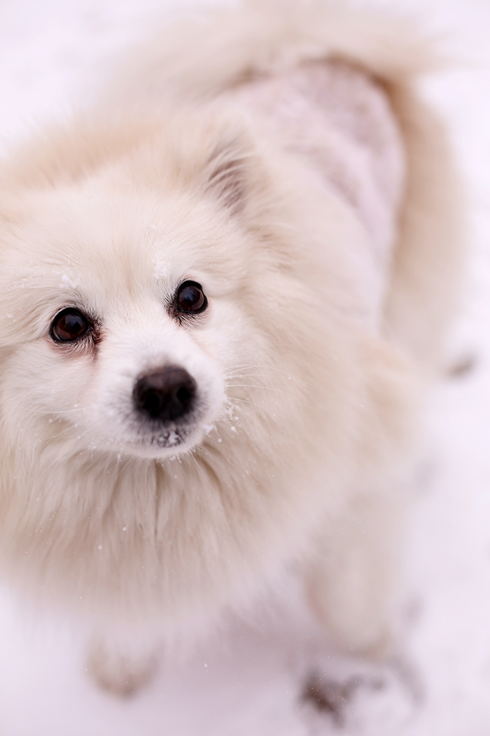 miku pomeranian eskimo in the snow