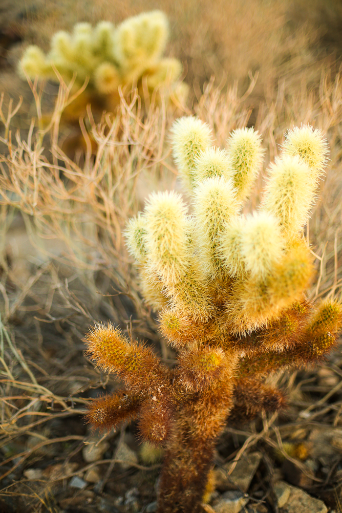 joshua tree cholla cactus garden