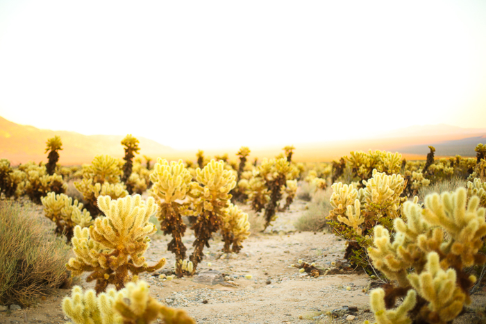 joshua tree cholla cactus garden