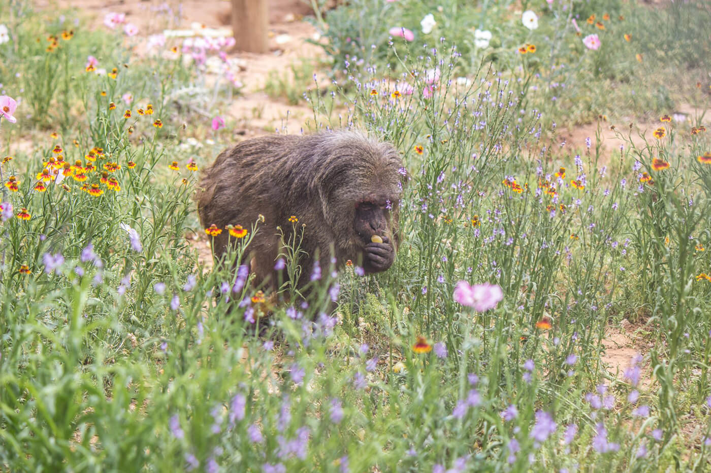 born free primate sanctuary