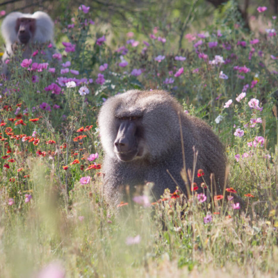 born free primate sanctuary