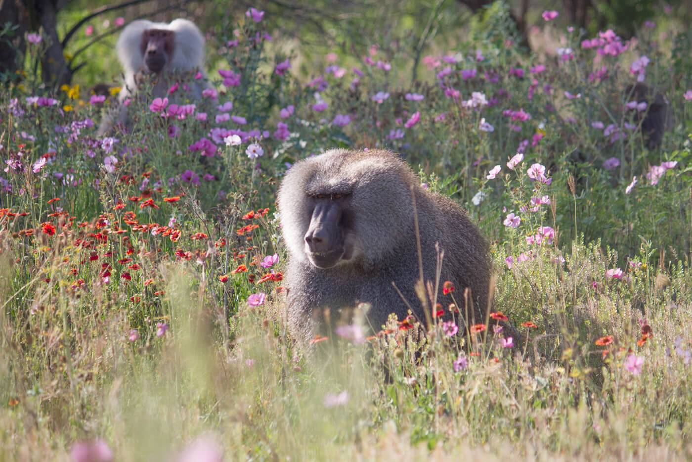 born free primate sanctuary