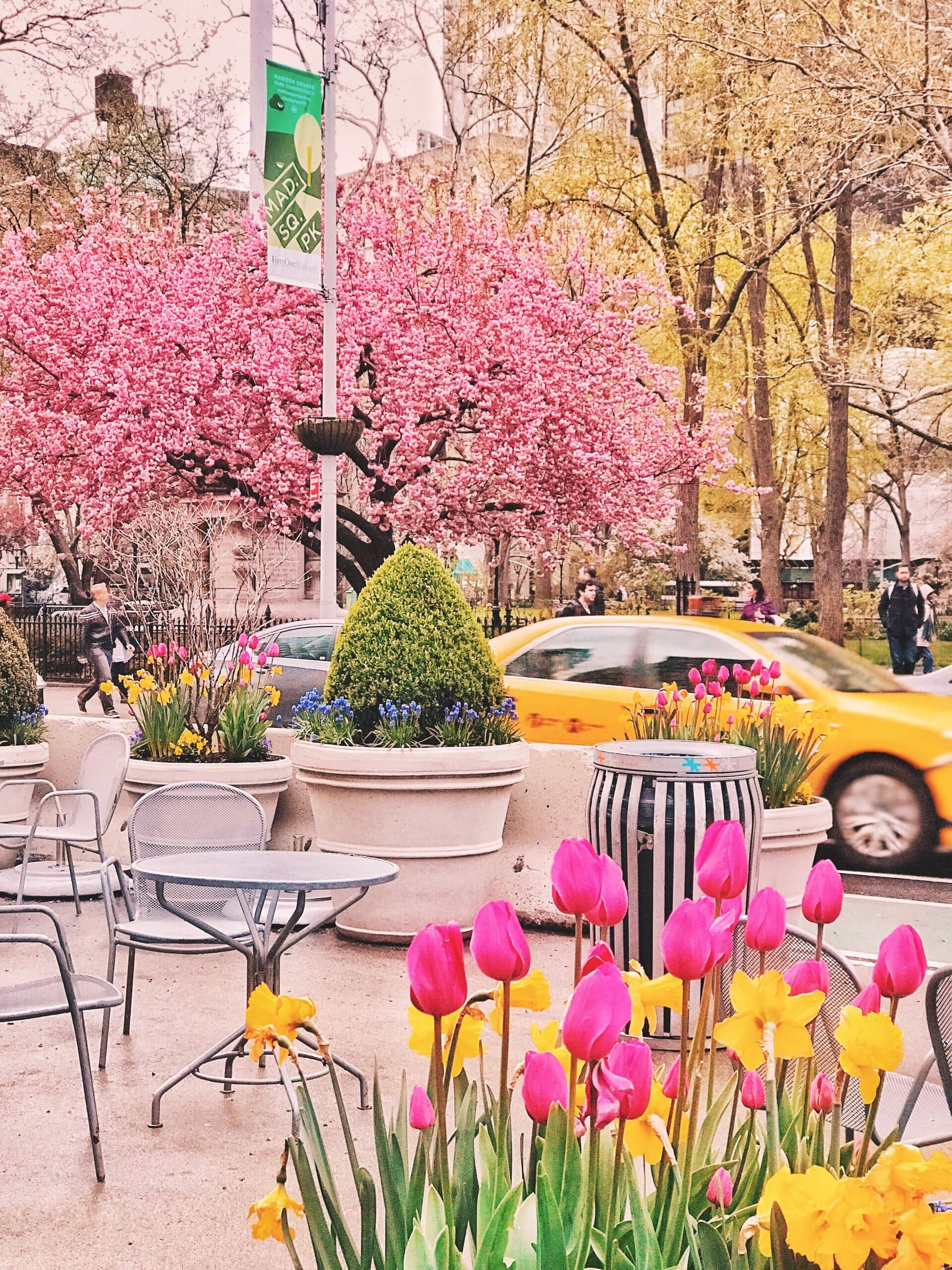 spring nyc in bloom