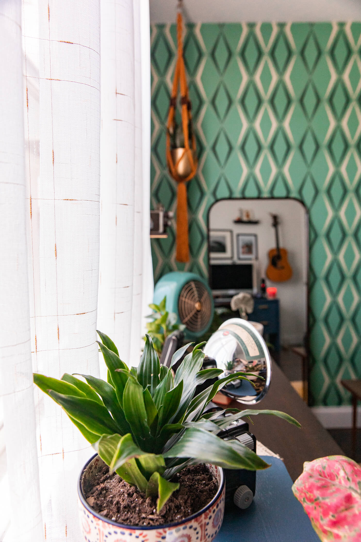 indoor plants, vitage camera, and a white curtain