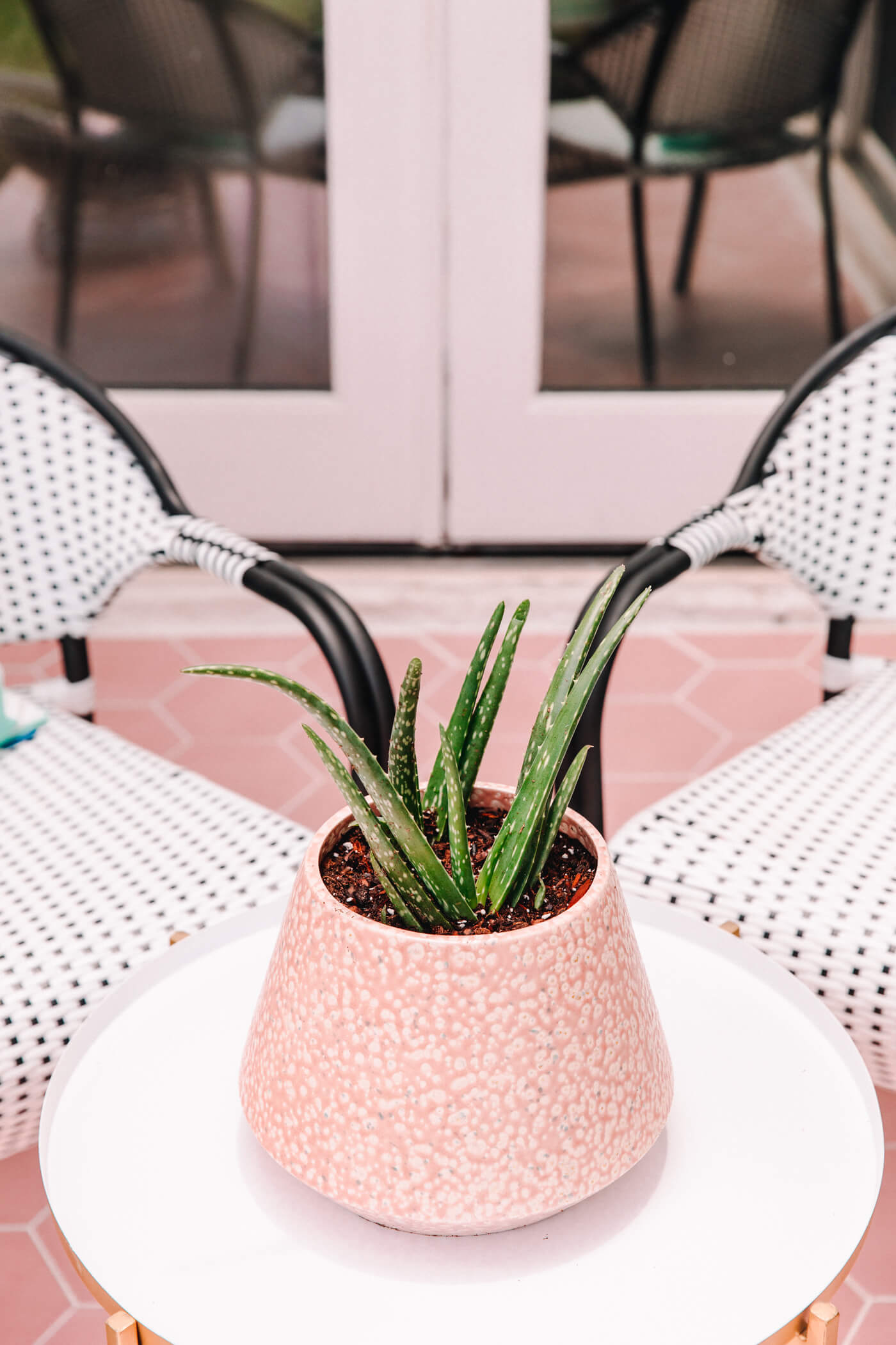 furniture and plant on the patio