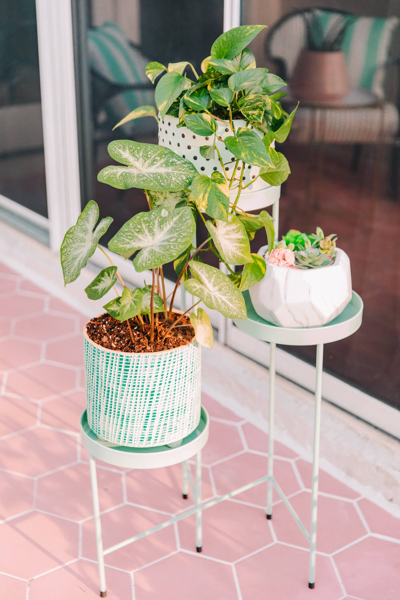 plants in the pastel patio