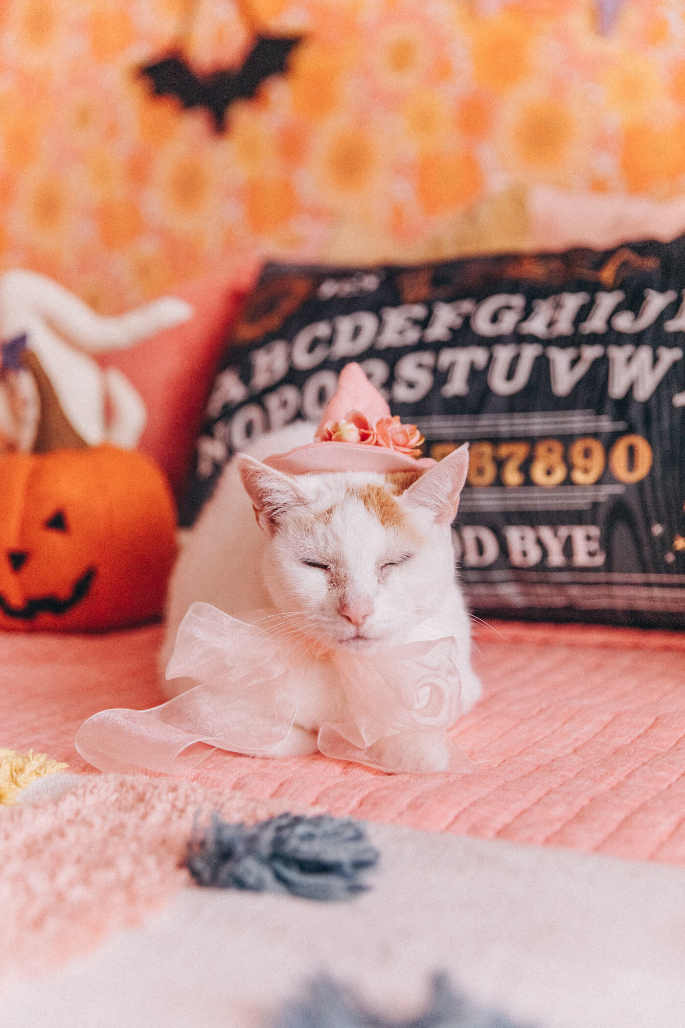 cat with a pink hat