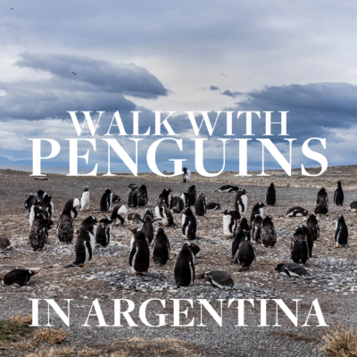 how to walk with the penguins in argentina on ushuaia piratour