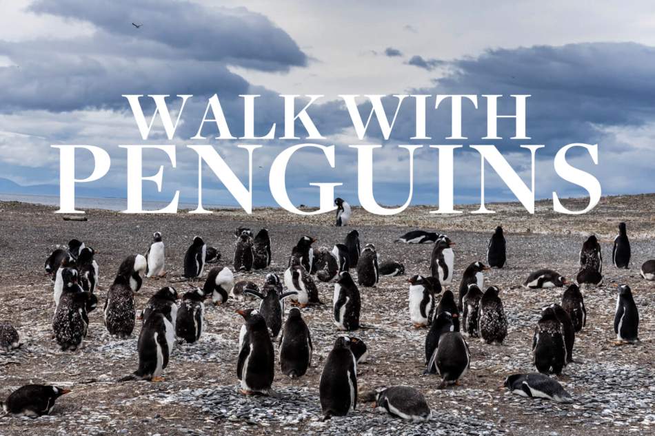 how to walk with the penguins in argentina on ushuaia piratour