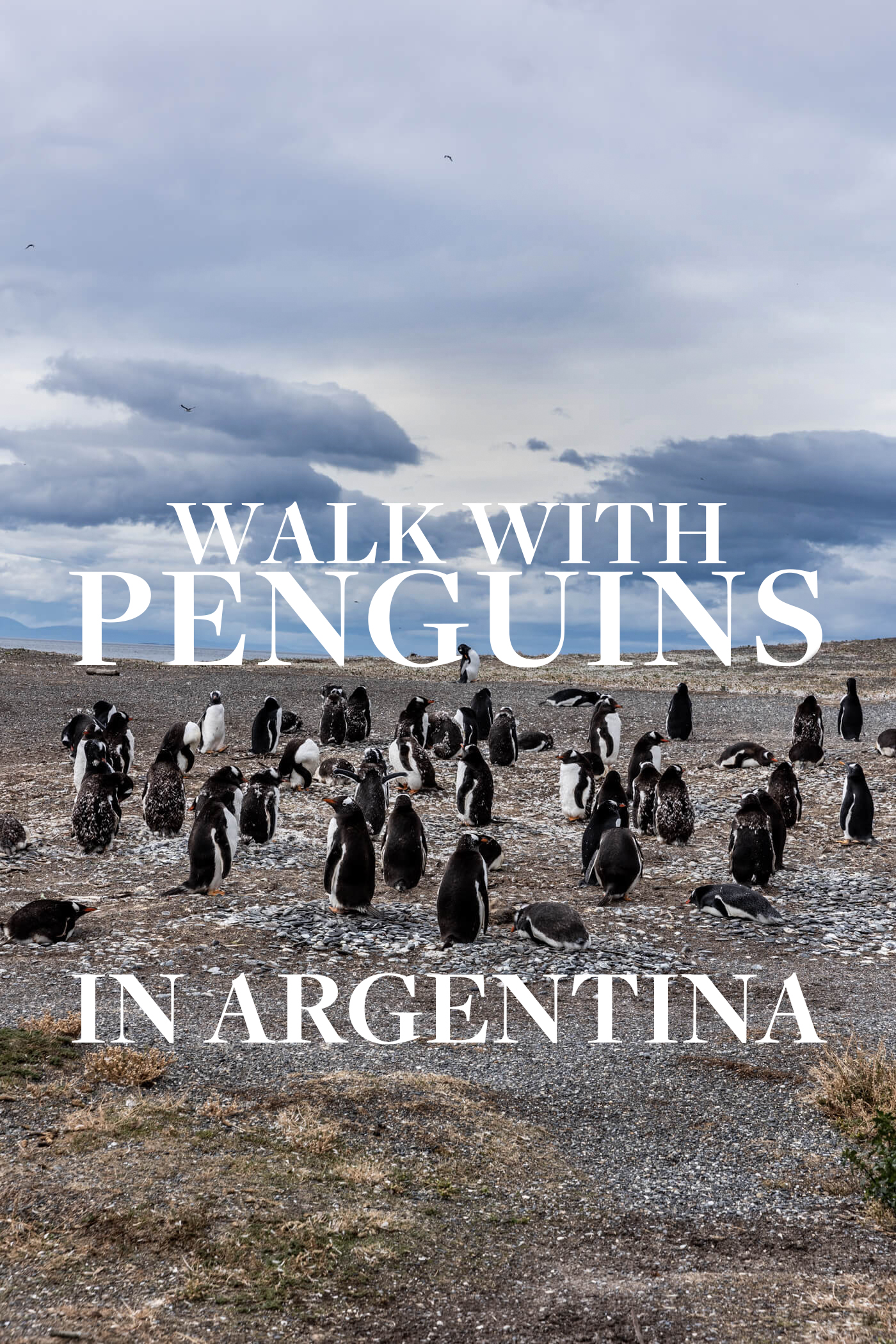 how to walk with the penguins in argentina on ushuaia piratour