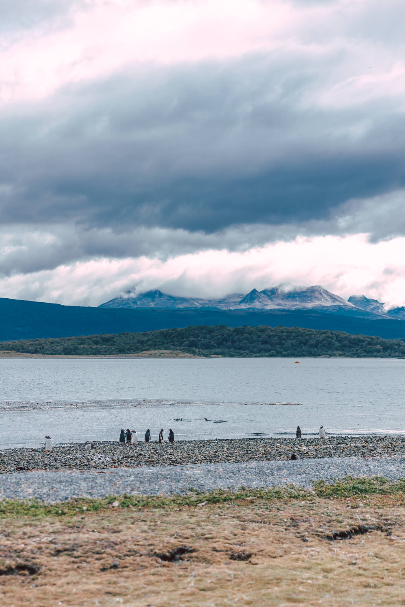 how to walk with the penguins in argentina on ushuaia piratour