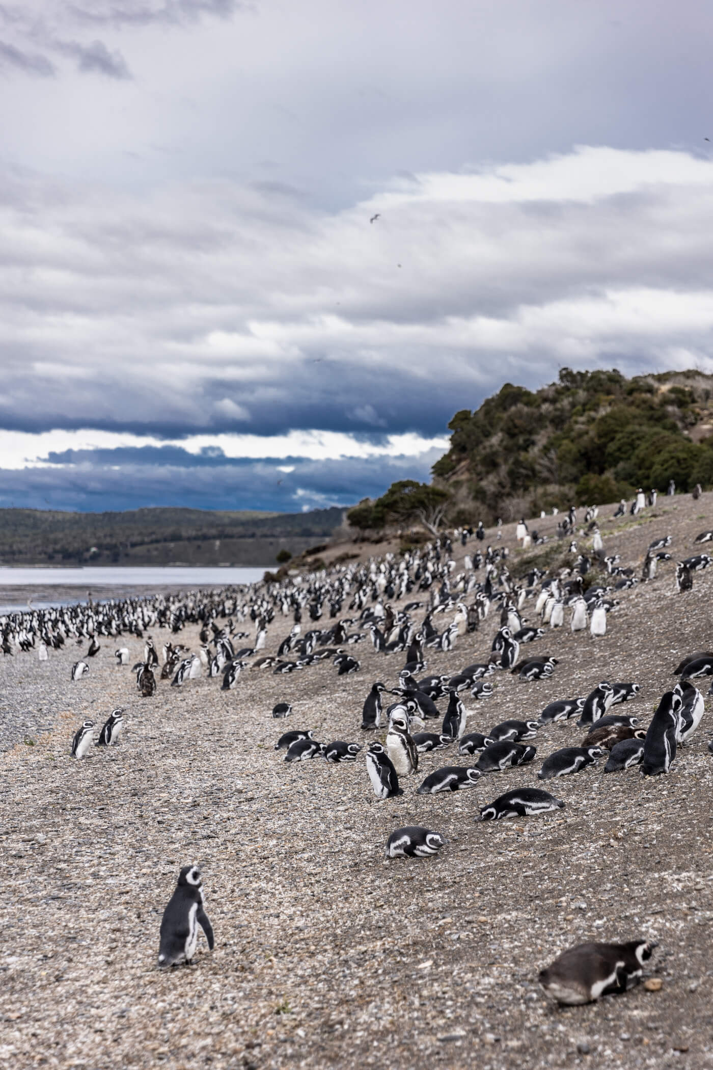 how to walk with the penguins in argentina on ushuaia piratour