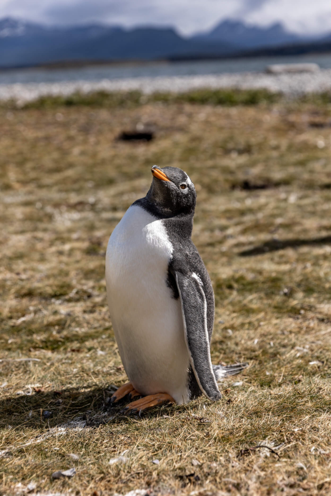 gentoo penguin in ushuaia argentina