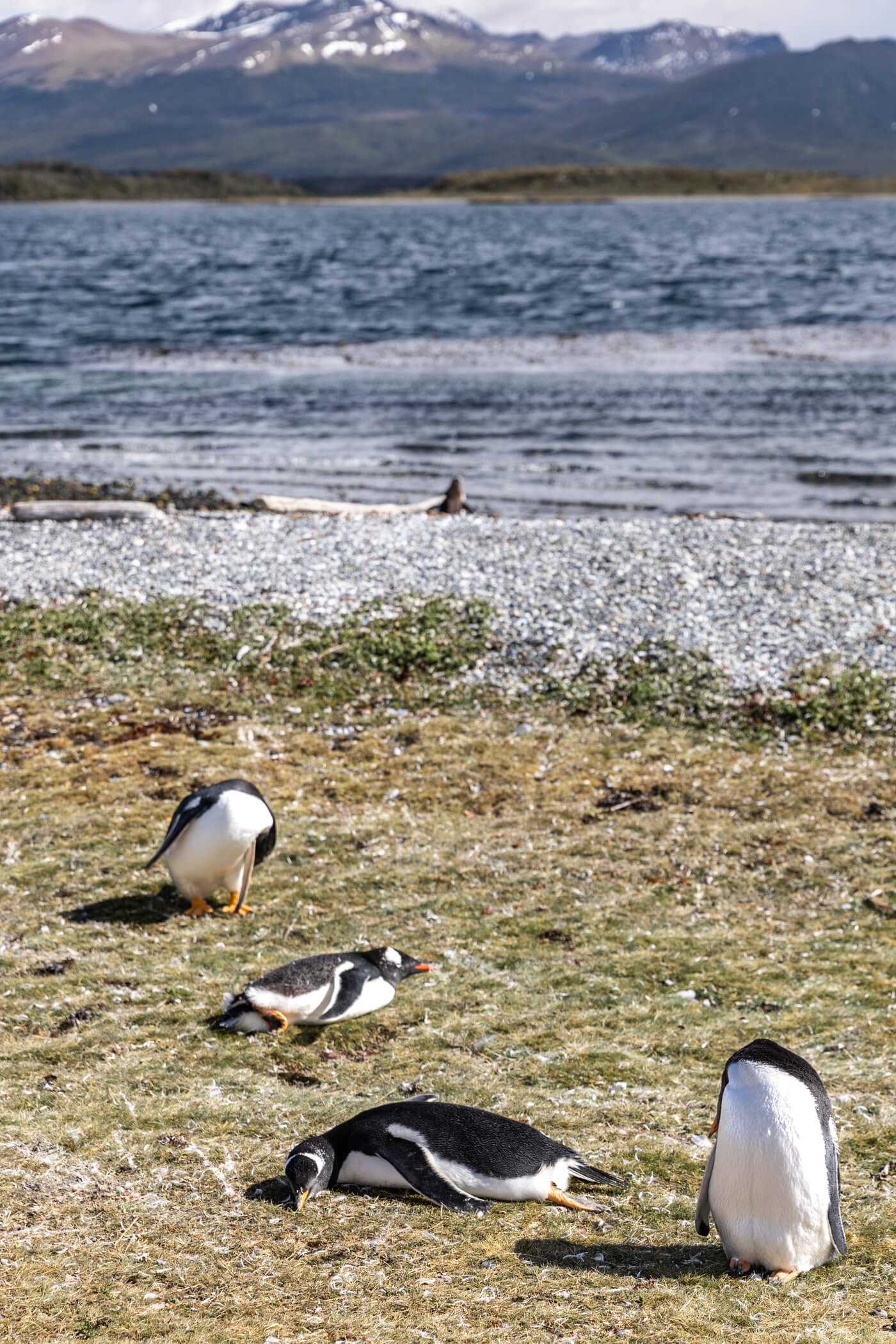 how to walk with the penguins in argentina on ushuaia piratour